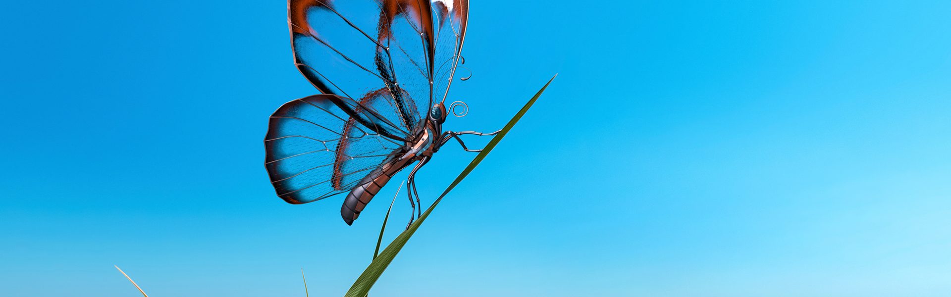 Schmetterling-als-Beitragsbild_1-1920x600